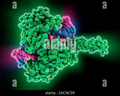 Type I topoisomerase bound to DNA. Molecular model showing a type I topoisomerase molecule (green) bound to a strand of DNA (deoxyribonucleic acid, pi Stock Photo