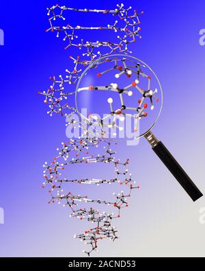Genetic research. Conceptual image of a molecular model of a strand of DNA (deoxyribonucleic acid) being examined through a magnifying glass. DNA cont Stock Photo