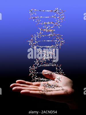 Genetic research. Conceptual image of a molecular model of a strand of DNA (deoxyribonucleic acid) being held on a human hand. DNA contains the geneti Stock Photo