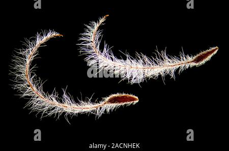White dryas (Dryas octopetala) seeds. Light micrograph of two fruits (achenes) from a white dryas plant. Magnification: x7.5 when printed 10 cm wide. Stock Photo