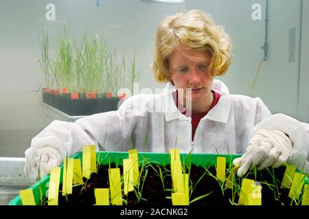Transgenic rice research. Researcher checking newly planted transgenic rice (Oryza sativa) plant seedlings. Transgenesis is the process of introducing Stock Photo