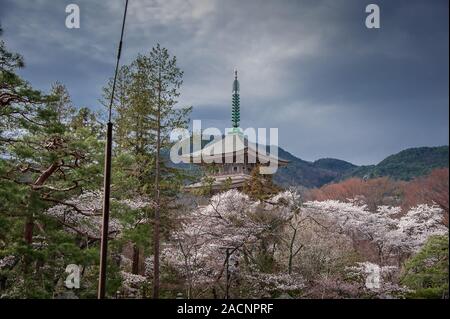 Zenkoji Temple History Museum (Nihon Chureidon), surrounded by springtime Cherry Blossom Stock Photo