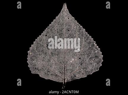 Dead black poplar (Populus nigra) leaf. Stock Photo