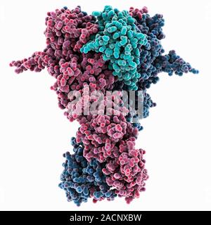 Heat shock protein 90 (Hsp90) chaperone complex, molecular model. Hsp90 is a molecular chaperone and a member of the heat shock protein (HSP) family. Stock Photo
