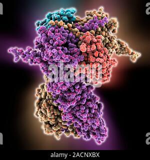 Heat shock protein 90 (Hsp90) chaperone complex, molecular model. Hsp90 is a molecular chaperone and a member of the heat shock protein (HSP) family. Stock Photo