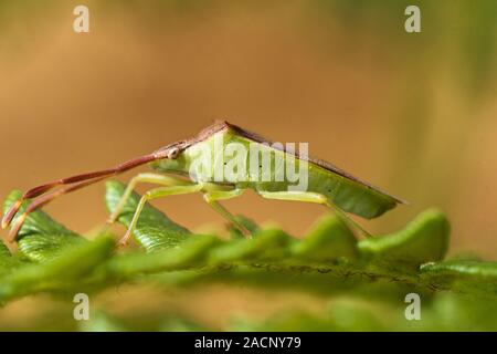 Southern Green Stinkbug (Nezara viridula) Stock Photo