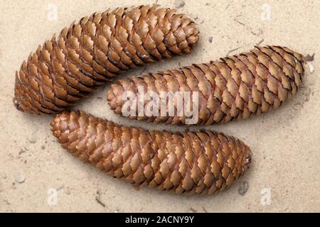 Norway spruce (Picea abies) pinecones. Stock Photo