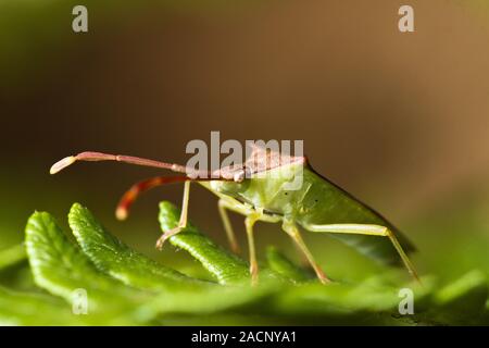 Southern Green Stinkbug (Nezara viridula) Stock Photo