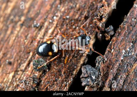 Ant (Dolichoderus quadripunctatus) on rotten wood. Photographed in Poland. Stock Photo