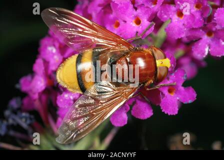 Hornet mimic hoverfly. Close-up of a hornet mimic hoverfly (Volucella zonaria) feeding on flowers. This insect is a European species of hoverfly (fami Stock Photo