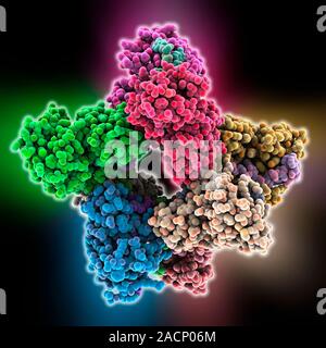 Poly(A)-binding protein molecule. Computer model showing the structure of a poly(A)-binding protein (PABP) molecule. PABP is an RNA-binding protein th Stock Photo