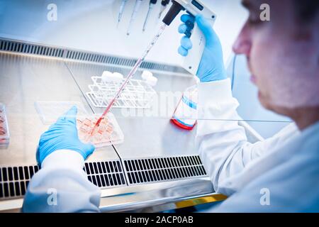 Scientist working in a fume cupboard. Scientist pipetting culture solution into a multiwell plate in a fume cupboard. Stock Photo