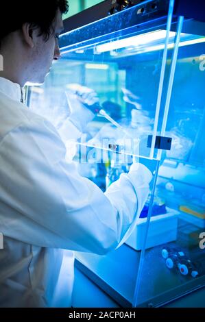 Scientist working in a fume cupboard. Scientist pipetting liquid into an Eppendorf tube in a fume cupboard. Stock Photo