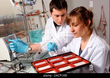 Biogel medical dressings. Technicians in a lab working on the production of wound dressings made using biogels. These dressings contain gel substrates Stock Photo
