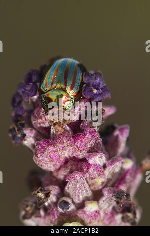 rosemary beetle (chrysolina americana) Stock Photo