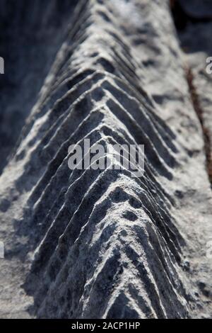 Limestone pavement. Close-up of a ridge on a limestone pavement, showing micro-weathering/erosion of the limestone. Ridges about 10cm high have formed Stock Photo