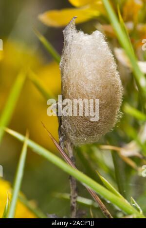 SILK MOTH & COCOON Stock Photo - Alamy