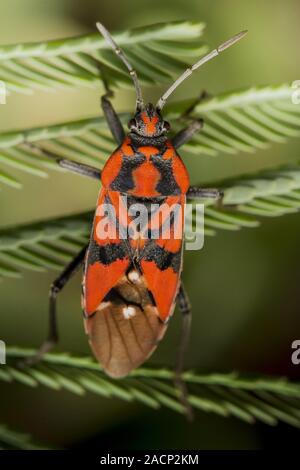 Pyrrhocoris apterus – the firebug – is a common insect of the family ...