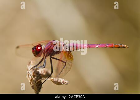 Violet Dropwing (Trithemis annulata) Stock Photo