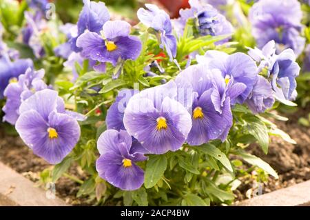 Pansy (Viola x wittrockiana 'True Blue') in flower. Stock Photo