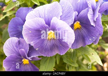 Pansy (Viola x wittrockiana 'True Blue') in flower. Stock Photo