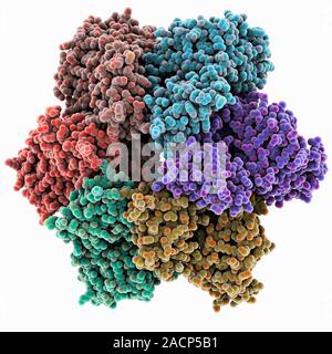 DNA helicase. Molecular model of a helicase molecule from the SV40 virus. Helicases are enzymes that separate the two strands of the DNA double helix, Stock Photo