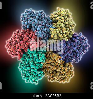 DNA helicase. Molecular model of a helicase molecule from the SV40 virus. Helicases are enzymes that separate the two strands of the DNA double helix, Stock Photo
