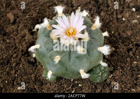 Peyote cactus (Lophophora williamsii). This plant grows in the southwestern United States and Mexico. Its flesh contains the hallucinogenic drug mesca Stock Photo