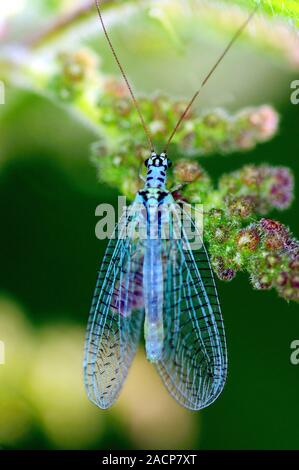 Green lacewing (Chrysopa perla) on nettle (Urtica sp.) flowers. Photographed in Dorset, UK, in June. Stock Photo
