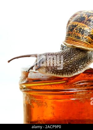 Garden snail (Helix aspersa) on the rim of a jar filled with beer. Snails and slugs are attracted to the yeast in the beer. Using beer to attract and Stock Photo