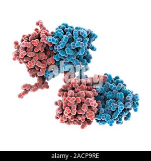 Eye lens protein. Molecular model of beta-crystallin, a protein found in the lens of the eye. The regular arrangement of the protein in the lens is th Stock Photo