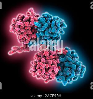 Eye lens protein. Molecular model of beta-crystallin, a protein found in the lens of the eye. The regular arrangement of the protein in the lens is th Stock Photo