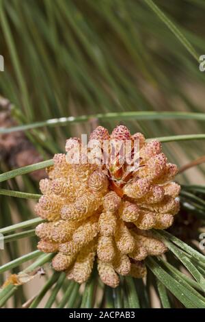 Eastern White Pine tree Stock Photo