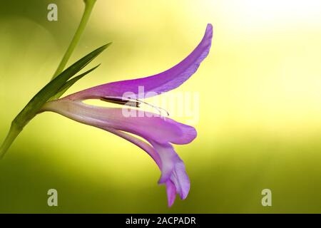 Wild Gladiolus (Gladiolus illyricus) Stock Photo