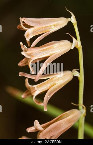 Dipcadi serotinum wildflower Stock Photo