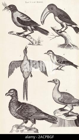 Bird specimens, 18th-century artwork. The hooded crow (Corvus cornix, upper left, also 'sea-crow'), is found on the Isle of Man. The toucan-like bird Stock Photo