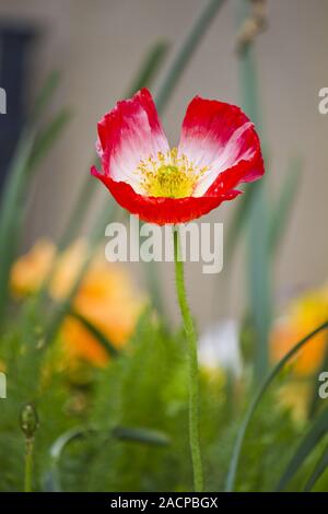 big red poppy flower Stock Photo