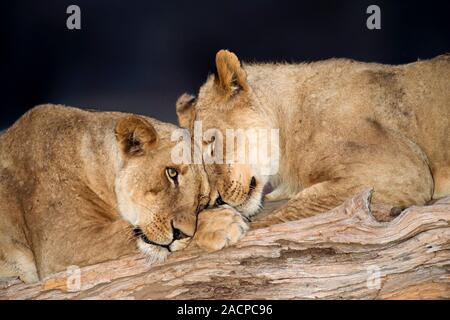 African lions. Two lionesses (Panthera leo) resting on a fallen branch. Photographed in Mana Pools, Zimbabwe. Stock Photo