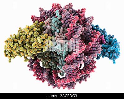 Sir3 gene silencer acting on DNA, molecular model. Sir3 (blue and yellow) is acting on a circular strand of DNA (deoxyribonucleic acid, pink). Sir3 is Stock Photo