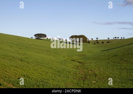 empty green hills with very few scattered trees Stock Photo