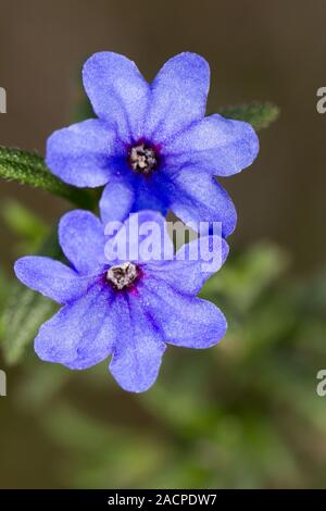 Blue Pimpernel (Anagallis arvensis subsp. foemina) Stock Photo