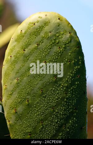 Cactus leaf full of drops of water in the early morning Stock Photo - Alamy