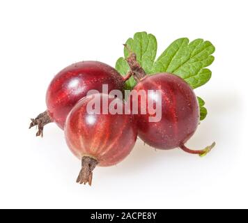 Red gooseberries with green leaf isolated on white background Stock Photo