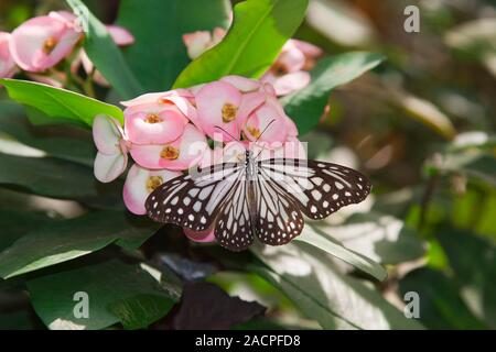 Glassy Tiger (Parantica aglea) sitting on a flower, Chiang Mai, Thailand Stock Photo