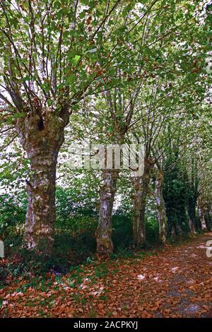 Avenue of London Plane trees (Platanus x acerifolia) in October. Stock Photo