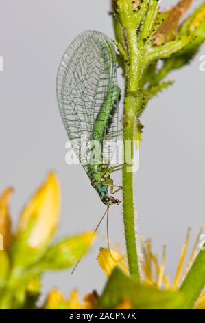 Green lacewing (Chrysopa sp.) on a plant stem. Photographed in the UK. Stock Photo