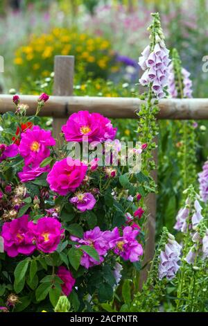 Pink roses, flowering shrub rose mixed border at fence Stock Photo