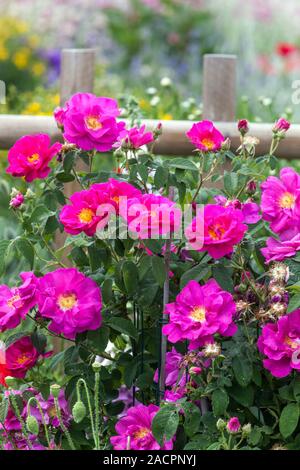 Beautiful pink flowers rose in june garden Stock Photo