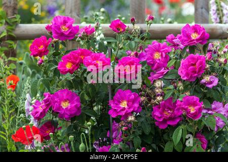 Charm in cottage summer garden border pink roses rose rosa flowering shrubs Stock Photo