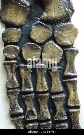 Rhomaleosaurus cramptoni pliosaur, fossil bones. Known as the Kettleness specimen, this close-up shows a section of the bones in the rear flipper of t Stock Photo
